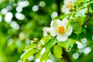 シャラの木の育て方！剪定方法や病害虫対策をご紹介！枯れる原因は？