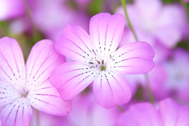 アグロステンマとは?名前の由来から、花の特徴、種類までご紹介!