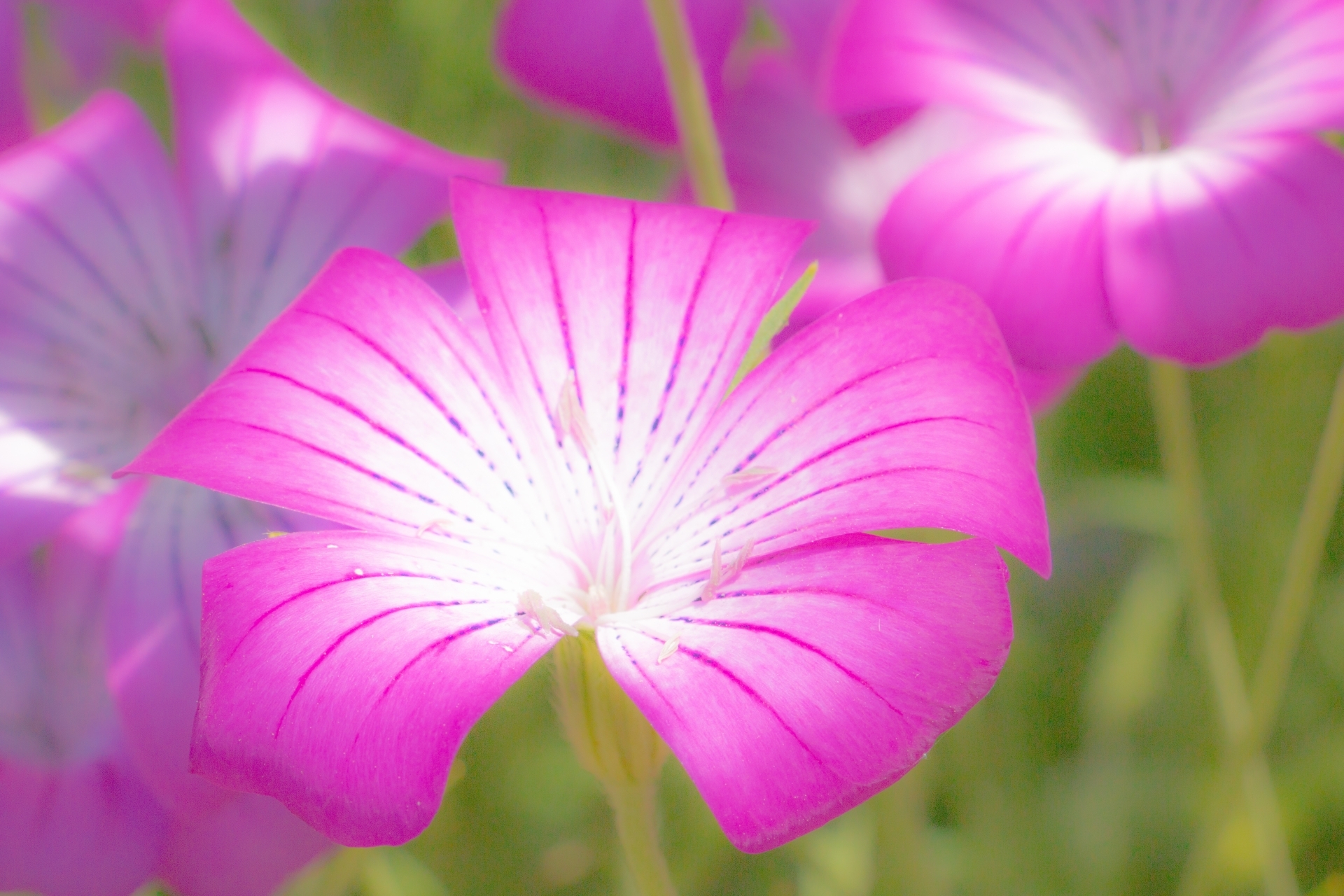 アグロステンマの育て方!花を倒さずに上手に栽培するコツをご紹介!