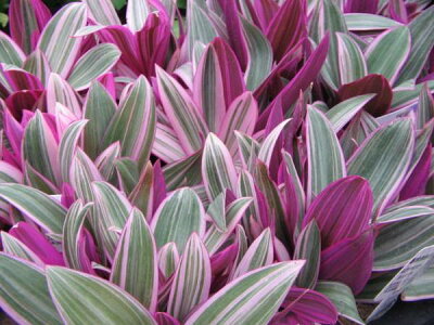 ムラサキオモトの育て方!水やりや置き場所など管理のポイントは?