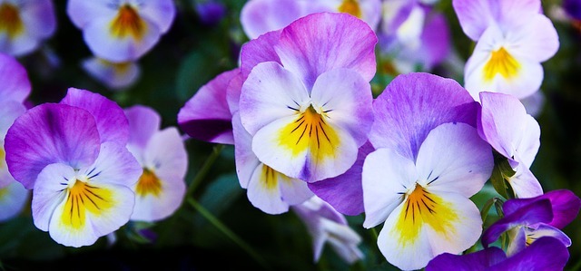 パンジー・ビオラの寄せ植え!相性の良い組み合わせ例やコツをご紹介!のイメージ
