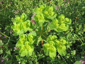 ユーホルビアとは？特徴・種類や寄せ植えにおすすめの植物をご紹介！