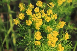 ユーフォルビアの育て方！日当たりや水やり、病害虫対策などをご紹介！