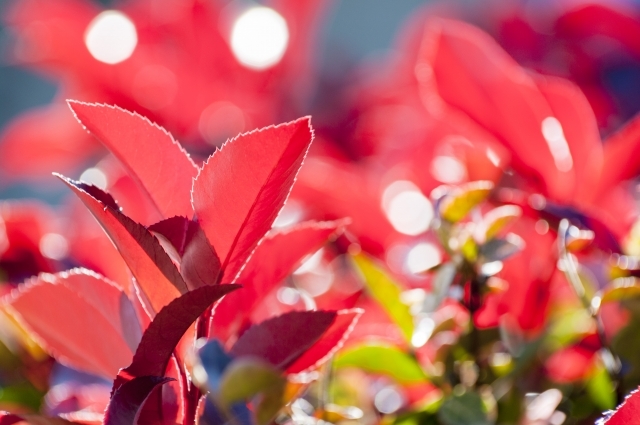 ベニカナメモチ(レッドロビン)とは?生垣としての魅力や剪定方法、挿し木の育て方もご紹介!