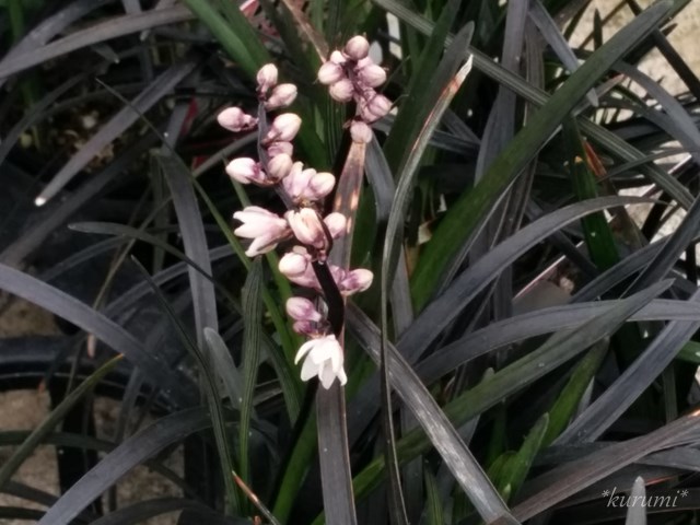 コクリュウ（黒竜）とは？特徴や植え方・増やし方など育て方をご紹介！のイメージ