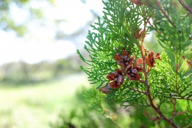 エレガンテシマの育て方！庭木や生垣としての剪定方法などをご紹介！