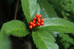 センリョウ（千両）とは？特徴や花言葉をご紹介！万両との関係は？