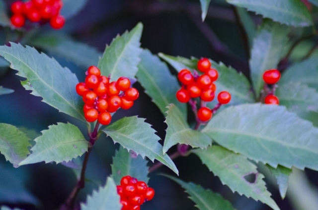 センリョウ(千両)の育て方!剪定方法や増やし方を詳しくご紹介