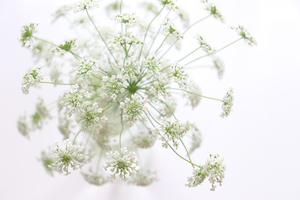 レースフラワーとは？切り花も楽しめる花の特徴・品種や花言葉をご紹介！
