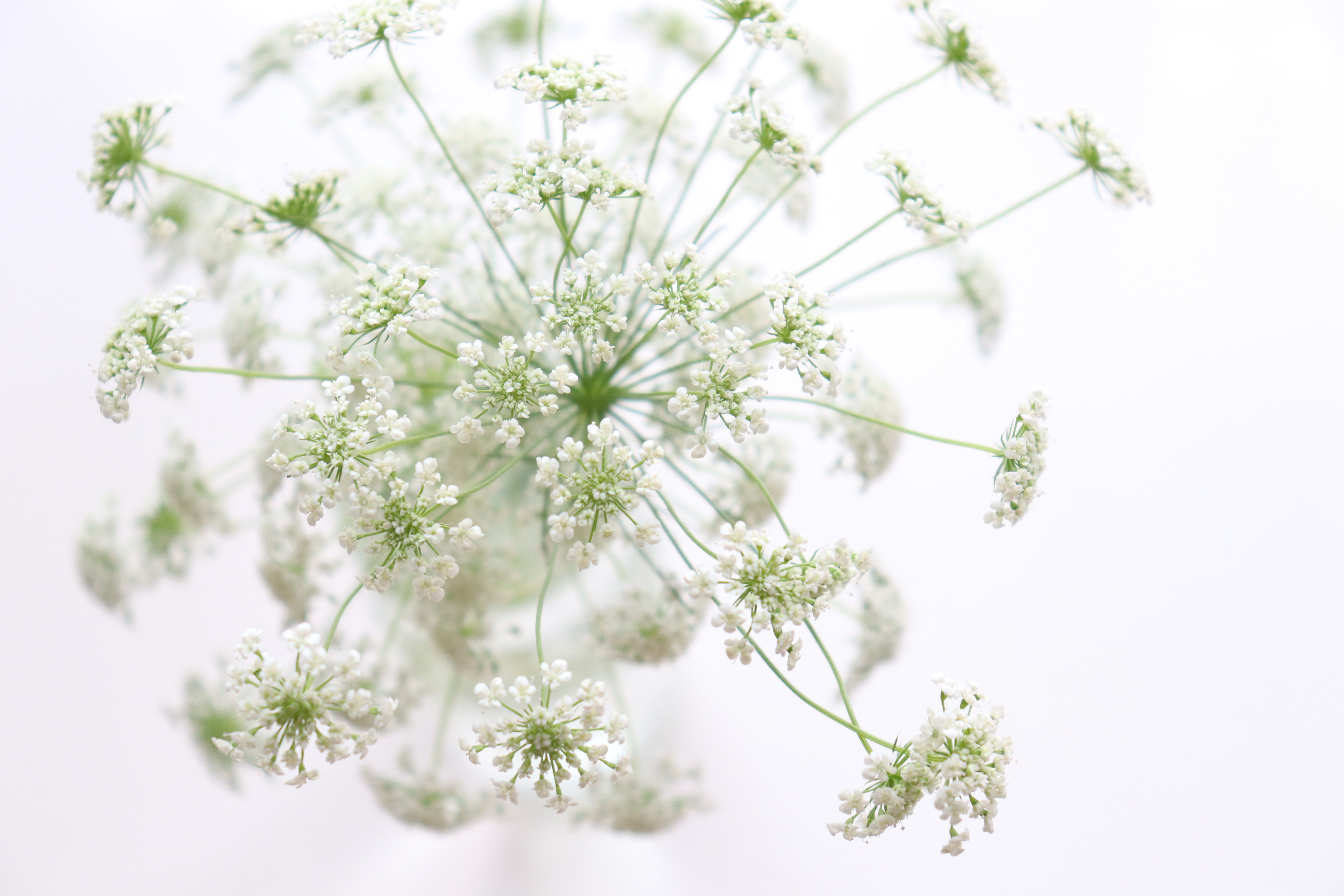 レースフラワーとは?切り花も楽しめる花の特徴・品種や花言葉をご紹介!のイメージ