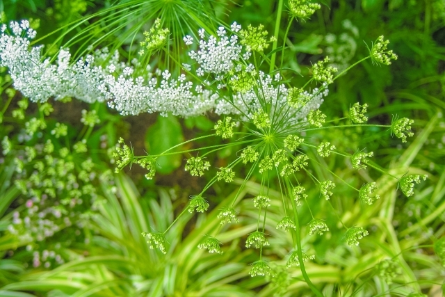 ホワイトレースフラワーの育て方!植え付けから開花までのコツをご紹介!