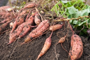 安納芋の育て方・栽培方法！植え方から収穫までのコツをご紹介！