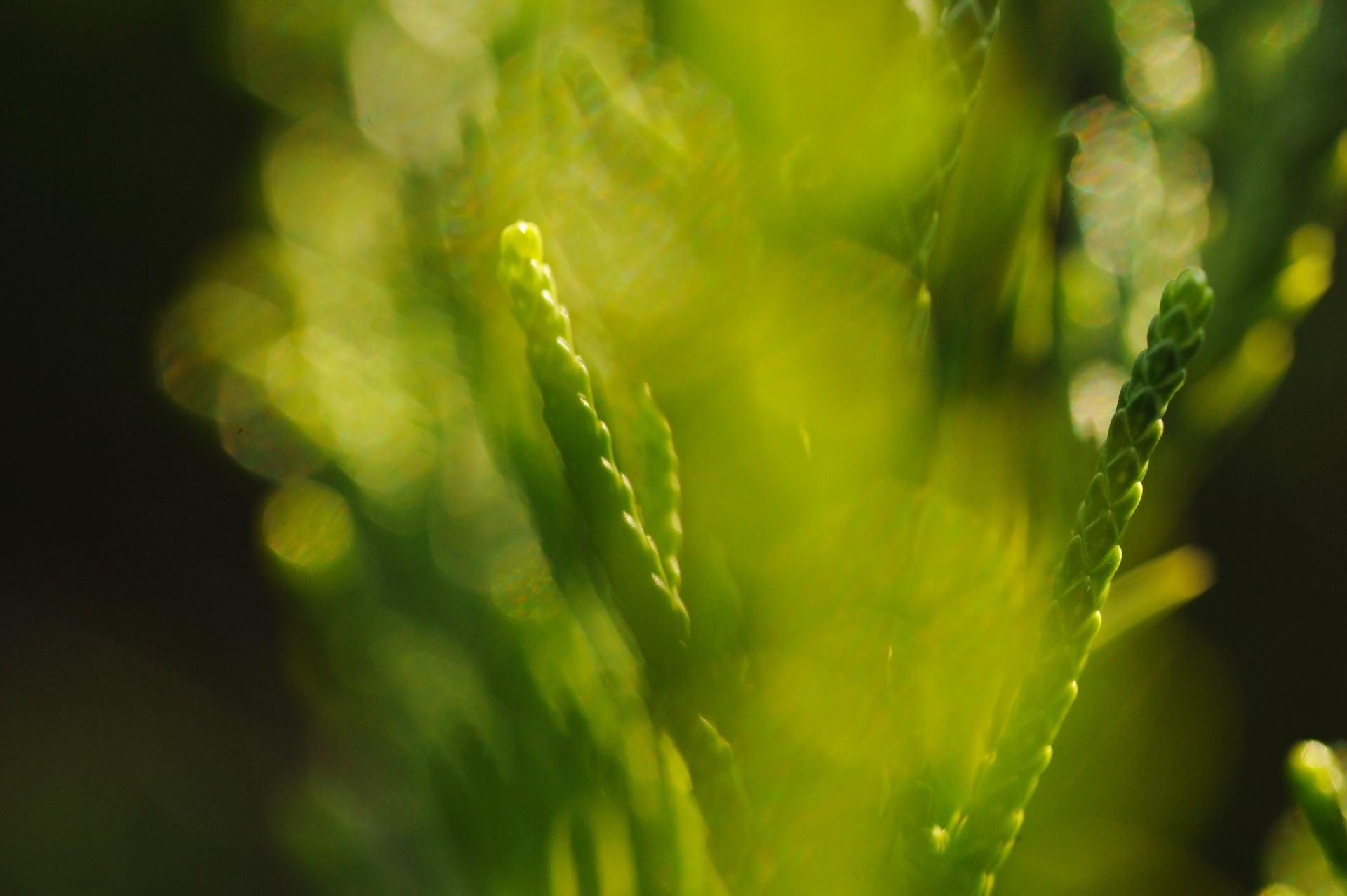 ラインゴールドとは?オレンジ色のコニファーとしての特徴をご紹介!のイメージ