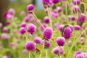 千日紅（センニチコウ）の育て方！種まきから開花までのコツをご紹介！