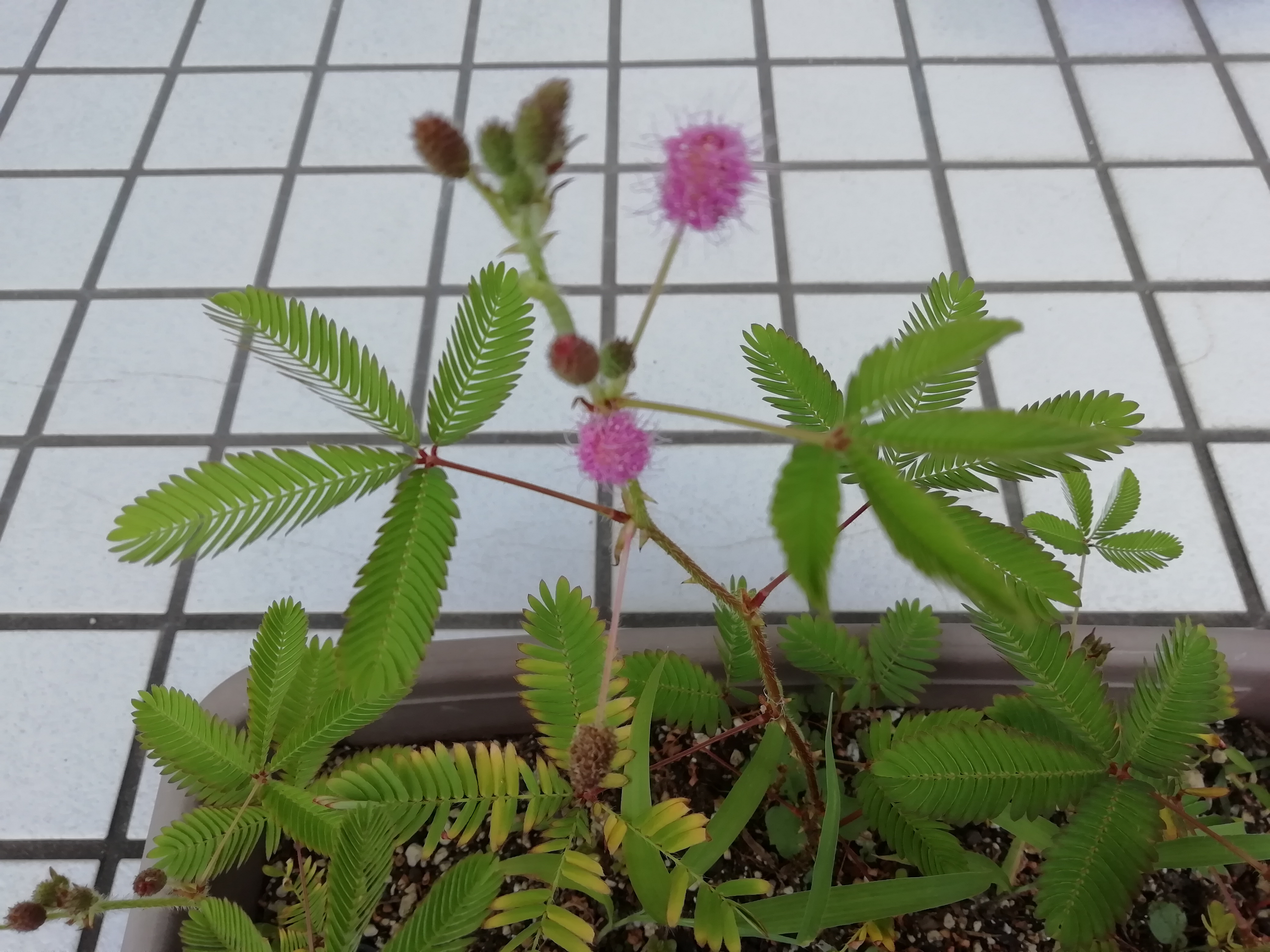 オジギソウの育て方！種から上手に枯らさずに花を咲かせる方法とは？