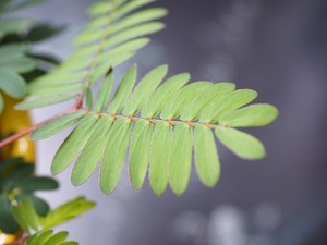オジギソウとは？触るとお辞儀をする理由を含めご紹介！毒性はある？