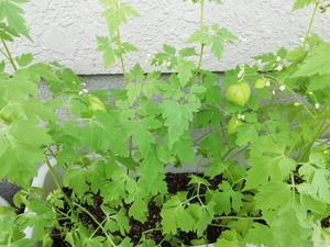 フウセンカズラの育て方！種まきから上手に花を咲かせるコツは？