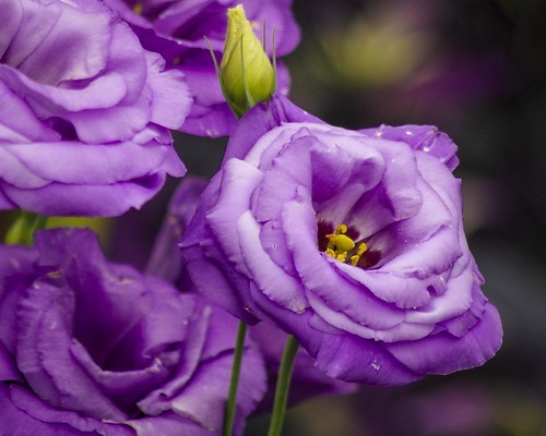 リシアンサスとは？特徴や種類をご紹介！トルコキキョウとの関係は？のイメージ