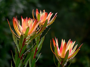 リューカデンドロンとは？その種類やそれぞれの特徴・花言葉をご紹介！