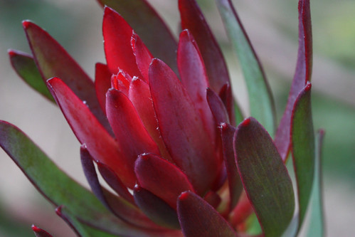 リューカデンドロンの育て方!挿し木での増やし方や管理のコツをご紹介!