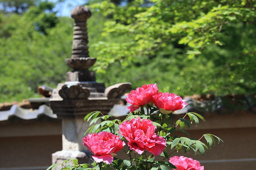 牡丹の季節はいつ?春牡丹・寒牡丹・冬牡丹など品種別の開花時期をご紹介!のイメージ