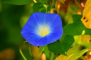 8月に咲く（咲いている）花13選！お盆や夏で連想される植物は何？