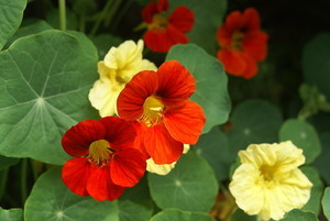 夏の花35選！日差しや暑さにも強く、夏のガーデニングに向いた植物は？