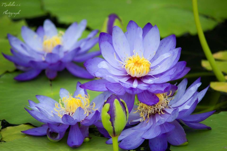 紫色の花・植物20選！薄紫や青紫に咲く草花などを一覧でご紹介のイメージ