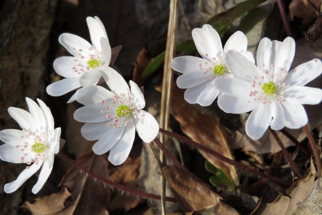 雪割草とは？花の特徴や咲き方をご紹介！ミスミソウとの違いは？