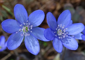 雪割草の育て方！種まきから開花までのコツをご紹介！自宅でも育てやすい？