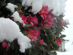 雪椿（ユキツバキ）とは？花の特徴や名前の由来、開花時期をご紹介！