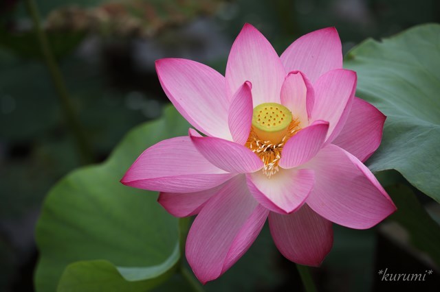 ハスの魅力をご紹介！開花時期や見頃の季節は？咲く瞬間に音が鳴る？のイメージ