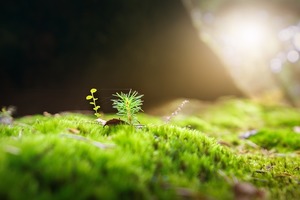 苔の種類図鑑【画像あり】庭に生える苔や人気の高い苔を10種紹介！