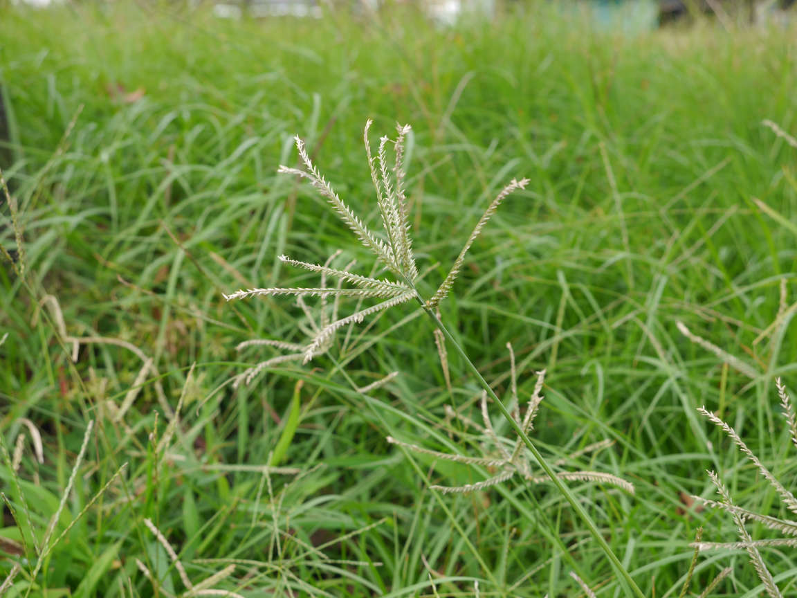 オヒシバとは?その特徴や防除方法をご紹介!食べることはできる?