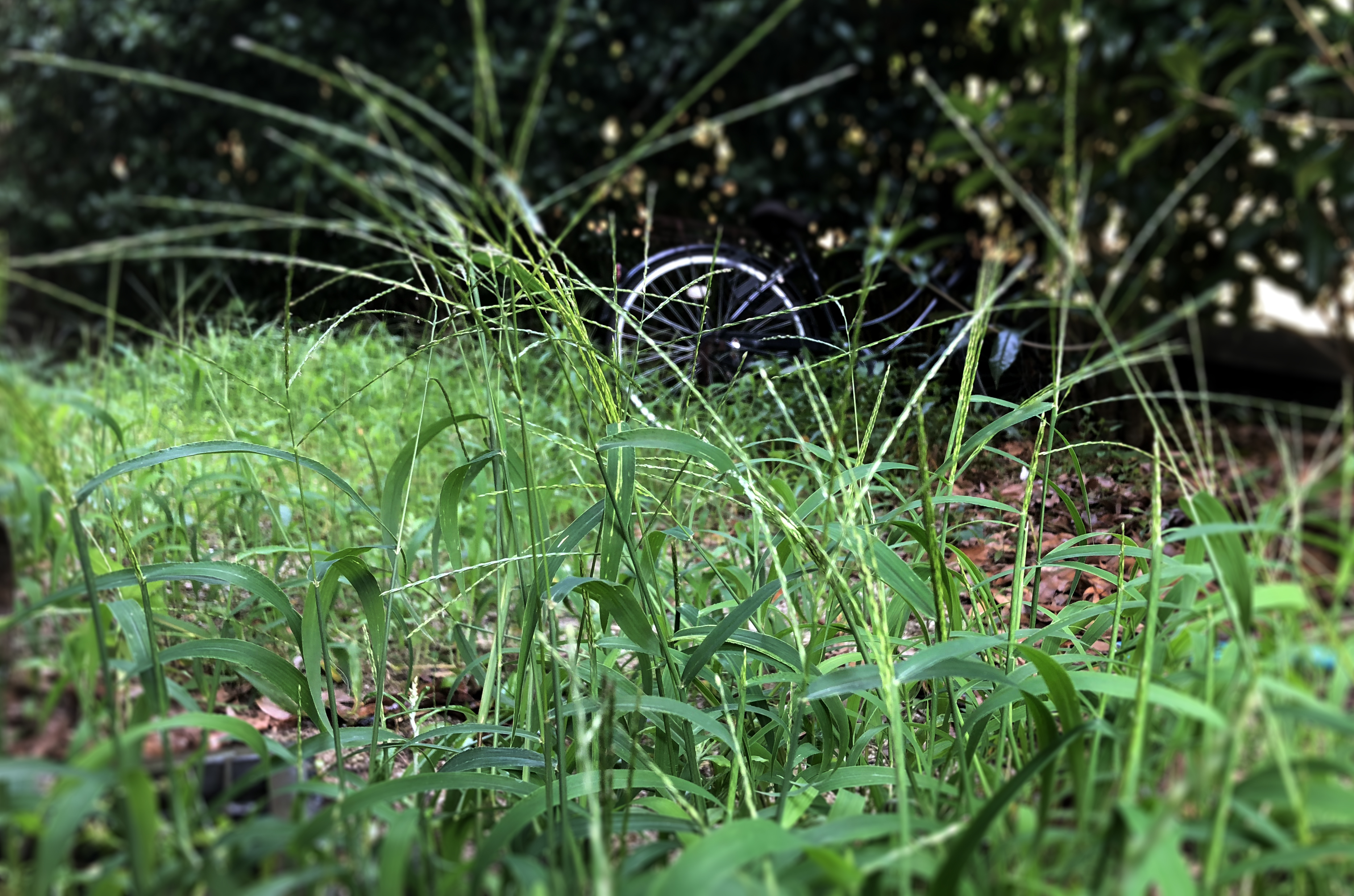 メヒシバとは?その特徴や防除方法をご紹介!食べることはできる?のイメージ