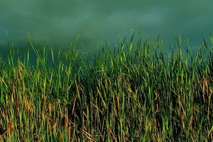 ホタルイとは？水田雑草としての発生時期やおすすめの除草剤をご紹介！