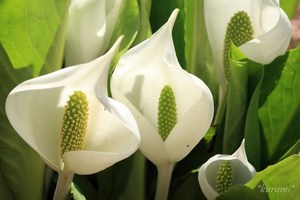 ミズバショウ（水芭蕉）とは？特徴や群生地をご紹介！見頃の季節は？