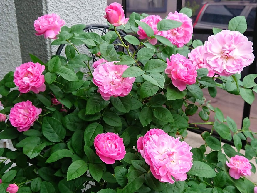 鉢植えにおすすめのバラ5選！植え替えや肥料のやり方など育て方もご紹介！