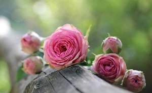 バラにおすすめの植木鉢5選！庭やベランダでおしゃれに飾れるバラ用の鉢は？