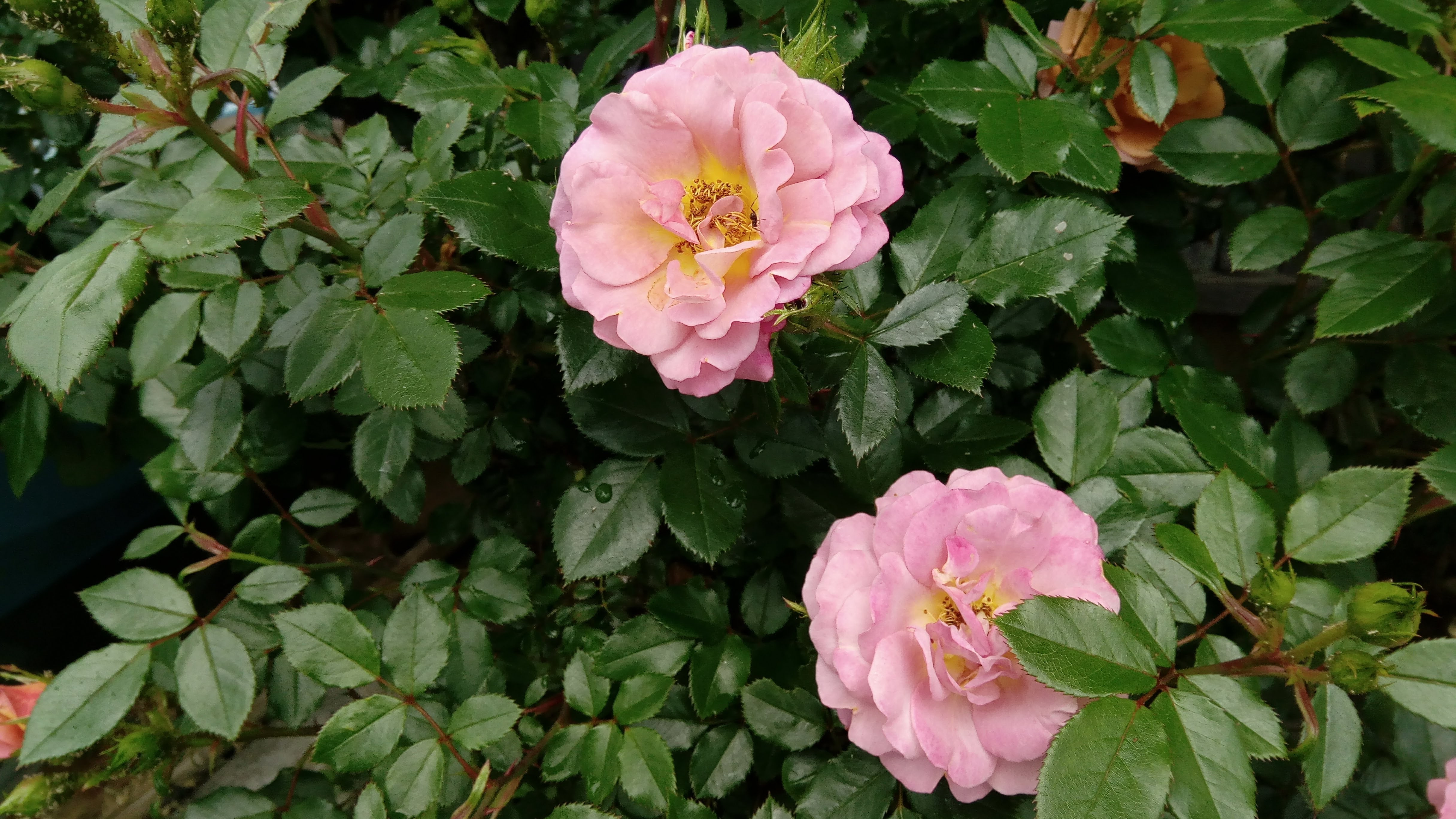 バラの初心者には鉢植えがオススメ?枯らさないためのコツもご紹介!のイメージ