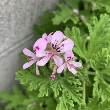 カトリソウ（蚊取草）とは？蚊が嫌う草？その花言葉や育て方をご紹介！