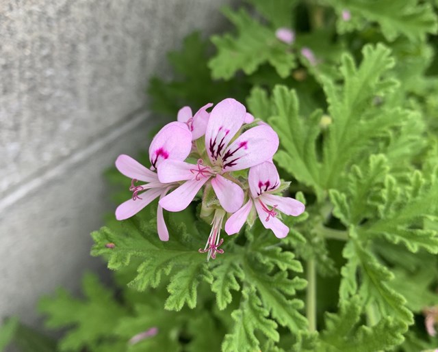 カトリソウ(蚊取草)とは?蚊が嫌う草?その花言葉や育て方をご紹介!