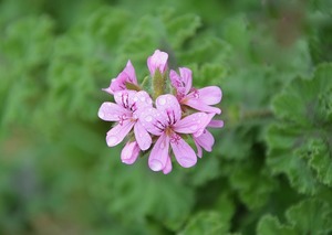 蚊蓮草とは？その特徴や効果をご紹介！蚊除けへの効果は期待できる？