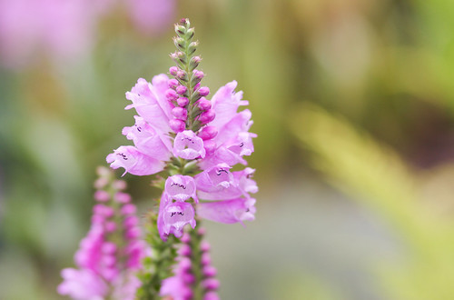 ハナトラノオ(花虎の尾)とは?植物としての特徴や開花時期をご紹介!