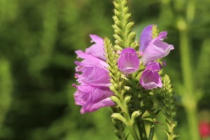 ハナトラノオの育て方！花後の管理方法や剪定・増やし方などをご紹介！