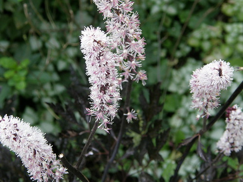 サラシナショウマとは？岐阜などに生息する植物の特徴や育て方をご紹介！