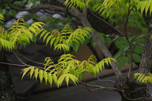 ハゼの木とは?樹木の特徴や紅葉の時期をご紹介!木の見分け方はどこ?