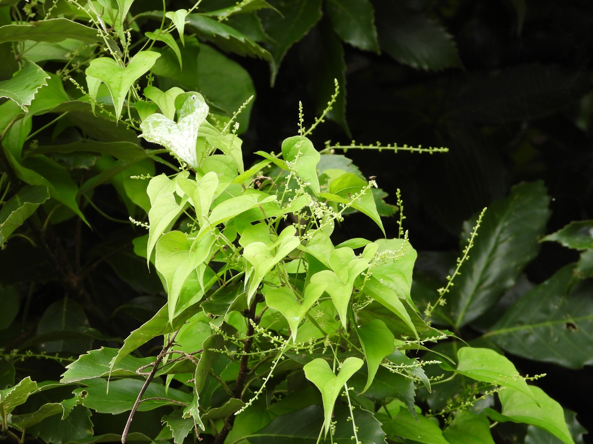 オニドコロとは？葉や根の特徴や他のヤマノイモの仲間との見分け方をご紹介！
