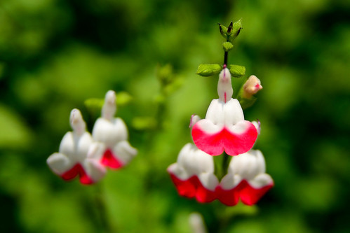 ホットリップス(チェリーセージ)の育て方!剪定や挿し木の仕方もご紹介!