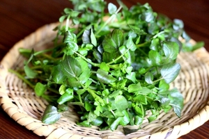 オランダガラシとは？水中に群生する植物をご紹介！別名はクレソン？
